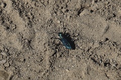 Cicindela depressula