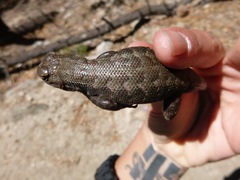 Sceloporus graciosus vandenburgianus