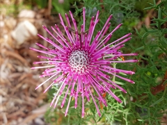 Isopogoninae