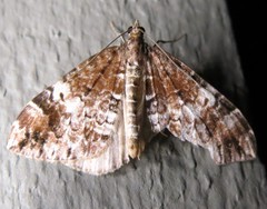 Dysstroma sobria