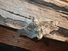 Megastes praxiteles