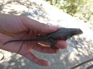 Sceloporus graciosus vandenburgianus