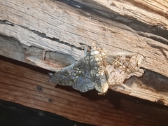 Megastes praxiteles