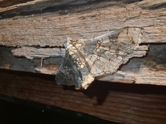 Megastes praxiteles