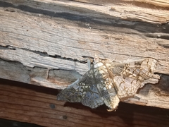 Megastes praxiteles