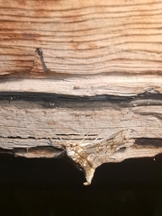 Megastes praxiteles