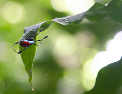 Leucauge sarawakensis