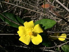Hibbertia dentata