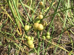 Antistrophus pisum