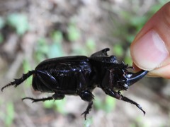 Trichogomphus mongol