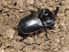 Trichogomphus mongol