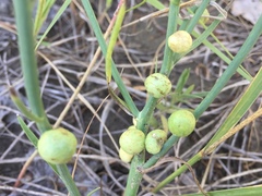 Antistrophus pisum
