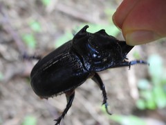 Trichogomphus mongol