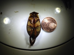 Cybister lateralimarginalis