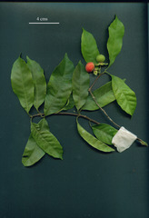 Doliocarpus