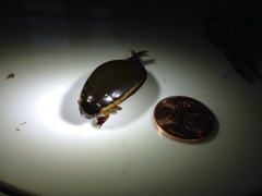 Cybister lateralimarginalis