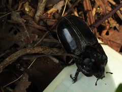 Trichogomphus mongol