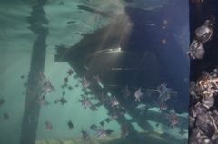 Sphaeramia orbicularis