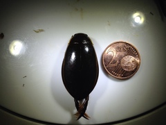 Cybister lateralimarginalis