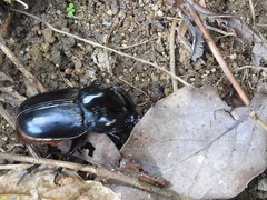 Trichogomphus mongol