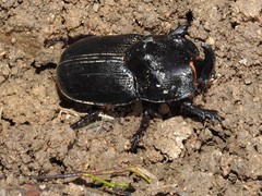 Trichogomphus mongol