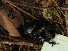 Trichogomphus mongol