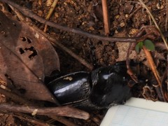 Trichogomphus mongol