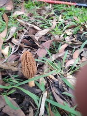 Morchella eximia