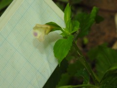 Torenia fordii