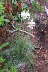Xerophyllum asphodeloides