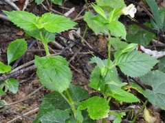 Torenia fordii