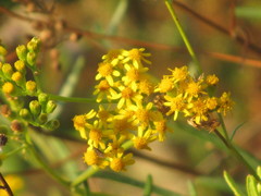 Senecio linearifolius linearifolius