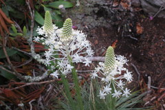 Xerophyllum asphodeloides