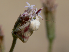 Schinia niveicosta