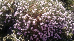 Acantholimon libanoticum