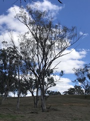 Eucalyptus albens