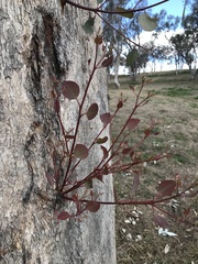 Eucalyptus albens