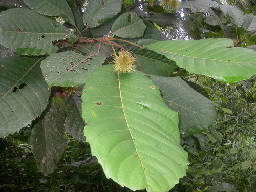 Sloanea zuliaensis image