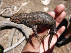 Sceloporus graciosus vandenburgianus