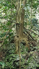 Ficus citrifolia
