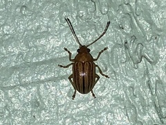 Colaspis floridiana