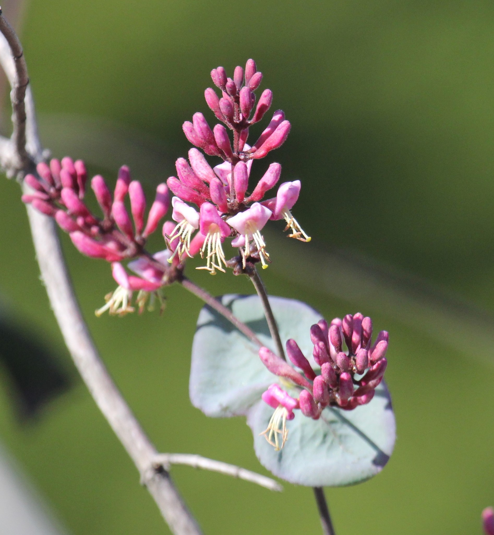 Lonicera hispidula