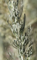 Artemisia tripartita