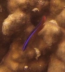 Pseudochromis aldabraensis