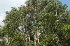 Melaleuca cajuputi cumingiana