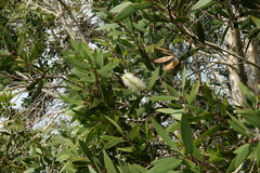 Melaleuca cajuputi cumingiana