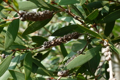 Melaleuca cajuputi cumingiana
