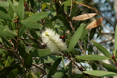 Melaleuca cajuputi cumingiana