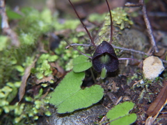Corybas obscurus