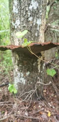 Inocutis ludoviciana